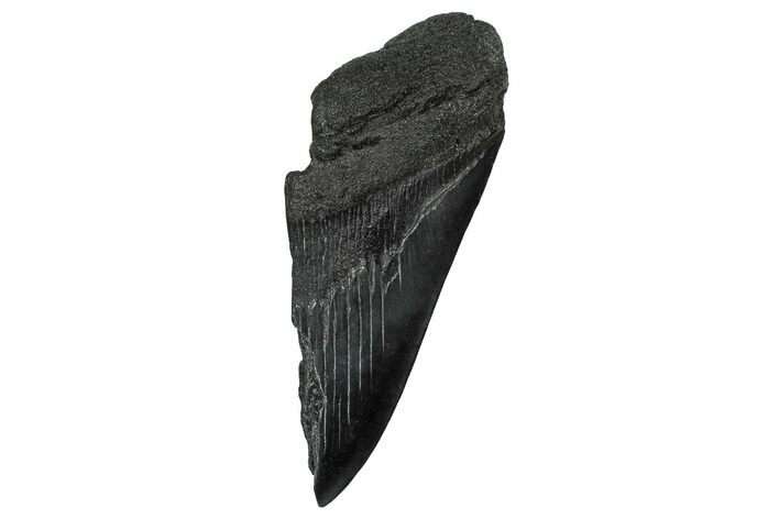 Partial Fossil Megalodon Tooth - South Carolina #356872